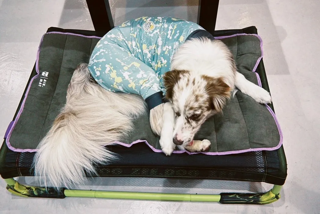 \ zee.dog AIR.BED & AIR.MAT /
